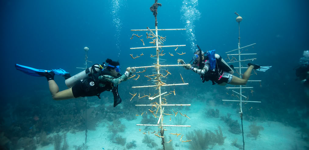 Two divers building an artificial reef.